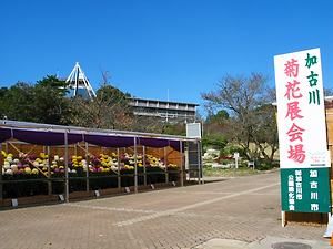 加古川菊花展の菊の花・日岡山公園