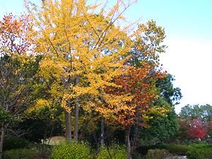 日岡山公園の紅葉と秋の風景