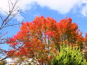 日岡山公園の紅葉と秋の風景