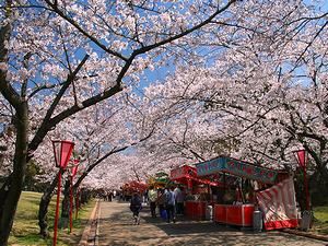 日岡山公園の桜の風景・お花見