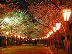 夜桜・桜のライトアップ/日岡山公園の夜景壁紙