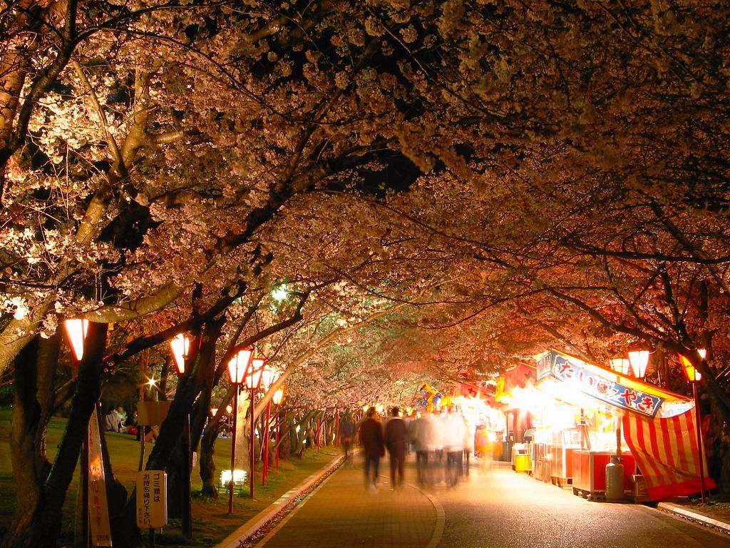 夜桜 桜のライトアップ 日岡山公園 壁紙写真集 無料写真素材