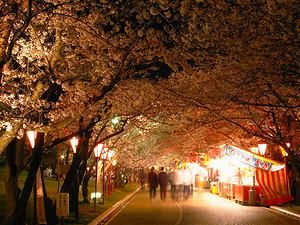 日岡山公園の夜桜・桜並木のライトアップ