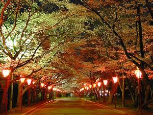 桜並木にはぼんぼりや提灯に明かりが灯り桜を照らす