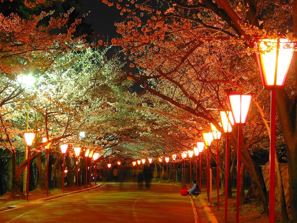 夜桜 桜のライトアップ 日岡山公園 壁紙写真集 無料写真素材