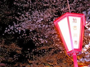 日岡山公園の夜桜・桜のライトアップ
