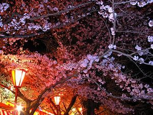 日岡山公園の夜桜・桜のライトアップ