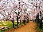 桜・桜の花 石ヶ谷公園の桜堤と桜の森