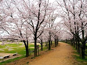 多目的広場の桜並木「桜の堤」