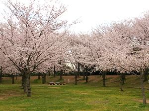 多目的広場の桜並木「桜の堤」