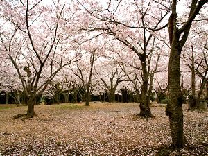 石ヶ谷公園の「桜の森」