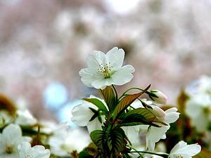 桜の花/石ヶ谷公園