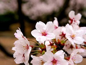 桜の花/石ヶ谷公園