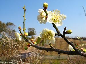 梅の花と石ヶ谷公園の梅林・明石梅林 梅の花/白梅の壁紙