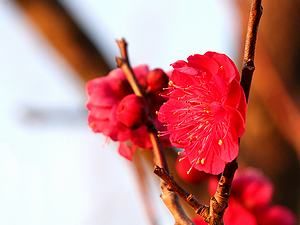 梅の花/紅梅の壁紙