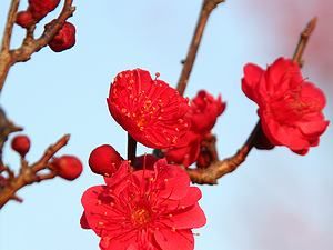 梅の花/紅梅の壁紙