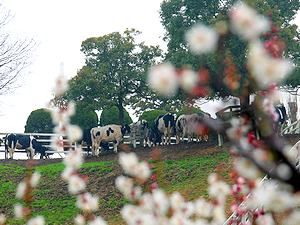 梅の花と放牧場の乳牛
