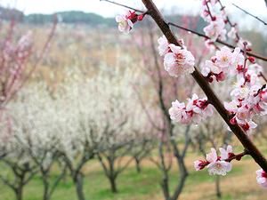 石ヶ谷公園の梅林・明石梅園の梅の花