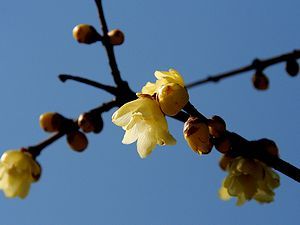 蝋梅(ロウバイ)の花