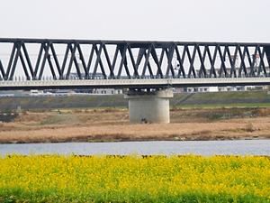 加古川河川敷公園の菜の花畑とJR山陽本線加古川鉄橋