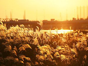 夕日に染まるすすき/加古川河川敷緑地公園