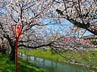 鹿島川の桜並木と夜桜ライトアップ夜景・播州の花見スポット