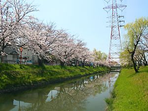 鹿島川と桜並木