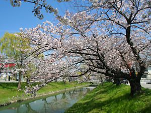 鹿島川と桜並木