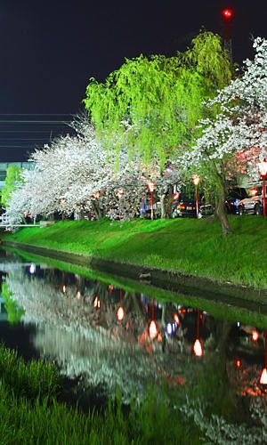 鹿島川と桜並木のライトアップ夜景