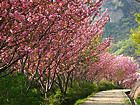 鹿島扇平自然公園と桜並木・桜の花無料写真素材