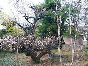 仮寝の松と梅の木
