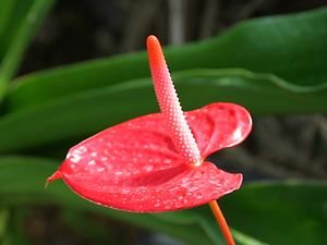 ガラス温室・クリスタルアーチの熱帯植物の花