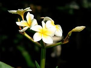 ガラス温室・クリスタルアーチの熱帯植物の花