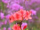 見土呂（みとろ）フルーツパークに咲く四季の花
