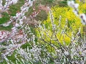見土呂梅林の梅の花と菜の花畑