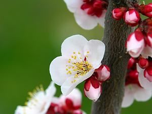 見土呂梅林の梅の花