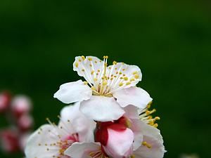 見土呂梅林の梅の花