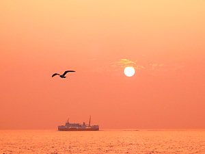 明石海峡の夕日/たこフェリーとカモメ