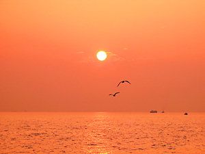 明石海峡の夕日とカモメ