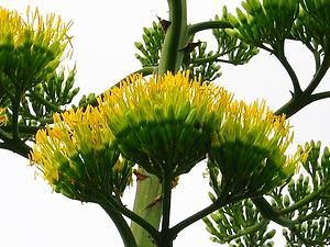 竜舌蘭の花