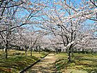 さくらの森公園/播磨の桜名所風景写真