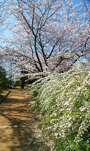 さくらの森公園の桜の花と雪柳の花