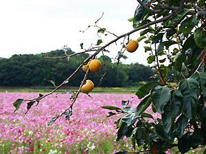 加古川市志方町・高畑地区のコスモス畑と柿の実