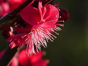 紅梅の八重の花
