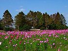 天満大池の秋桜(コスモス) の花・コスモス畑