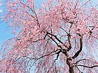 千鳥川桜堤公園の紅八重枝垂桜（ベニヤエ・シダレザクラ）