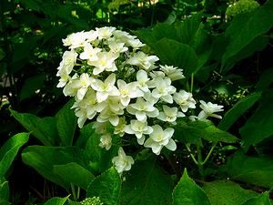 白い紫陽花（アジサイ）の花