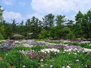 花しょうぶ/兵庫県フラワーセンター花しょうぶ園