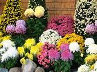 兵庫県連合菊花展覧会と菊の花/兵庫県加西フラワーセンター