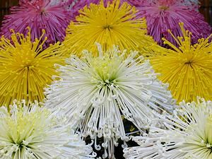 兵庫県連合菊花展の菊の花